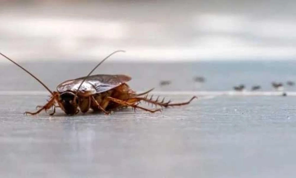 Δεν μας έφταναν οι κανονικές... έρχονται και οι κυβερνοκατσαρίδες - Το νέο επιστημονικό εγχείρημα